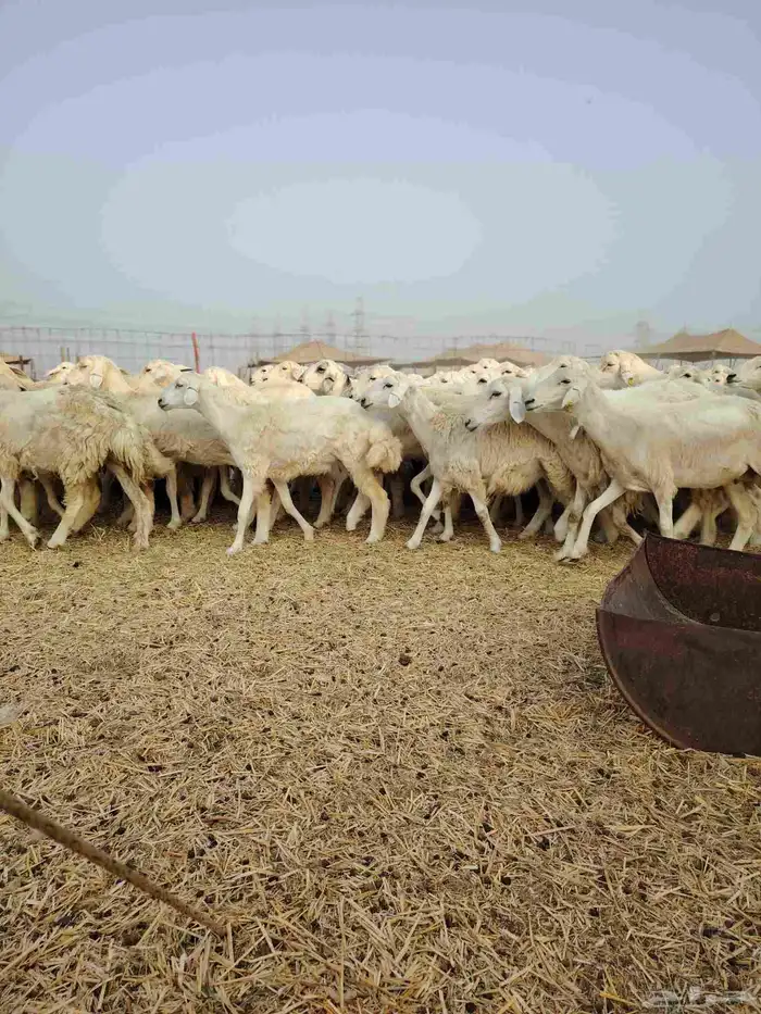 ضان حري جنب كلها دفيع 16