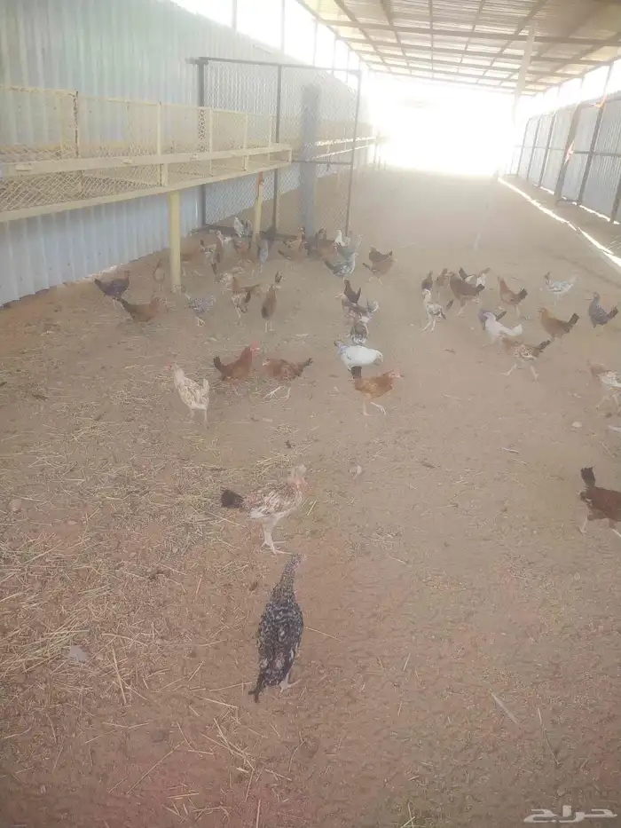 دجاج و ديك 2