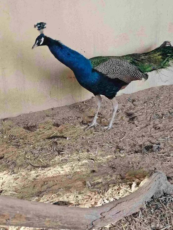 للبيع جوز طاووس هندي ازرق منتج 0