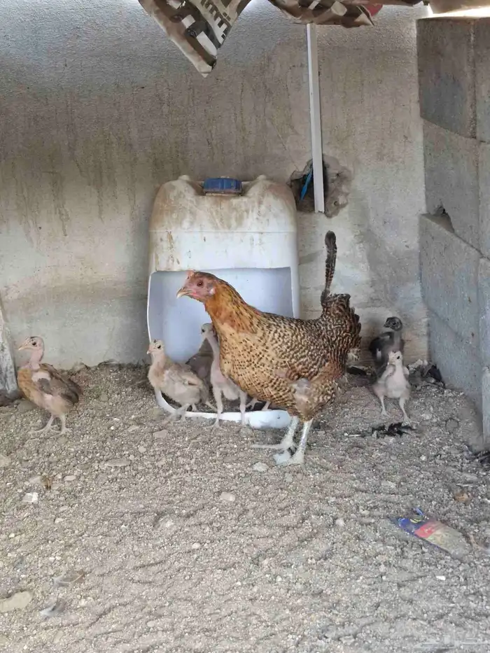 دجاجه بفروخها 8