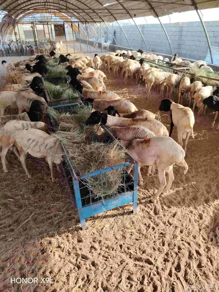 غنم بربري برابر جذعان تبارك الله لحم طيب 500 3