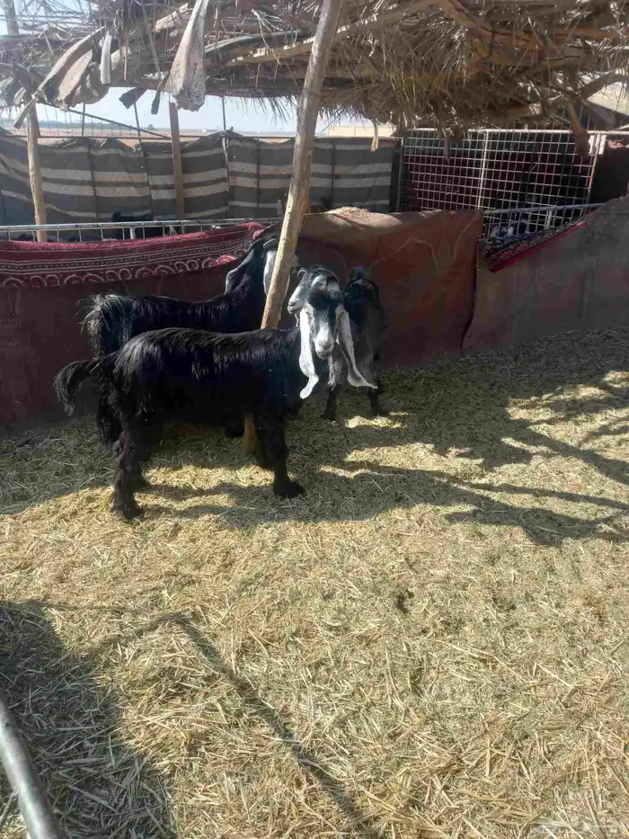 للبيع معزاء 3 طيبات وسليمه اشباب 0