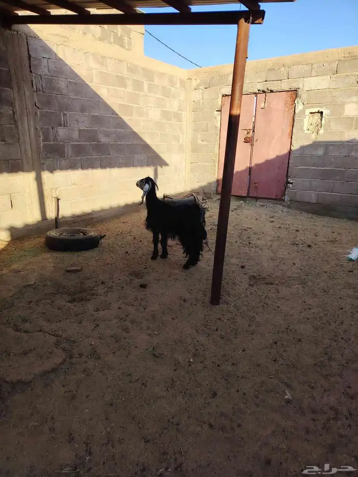 عنز حليب معها خروف وجفره عارضيه مضرع وغنم مواليد 7