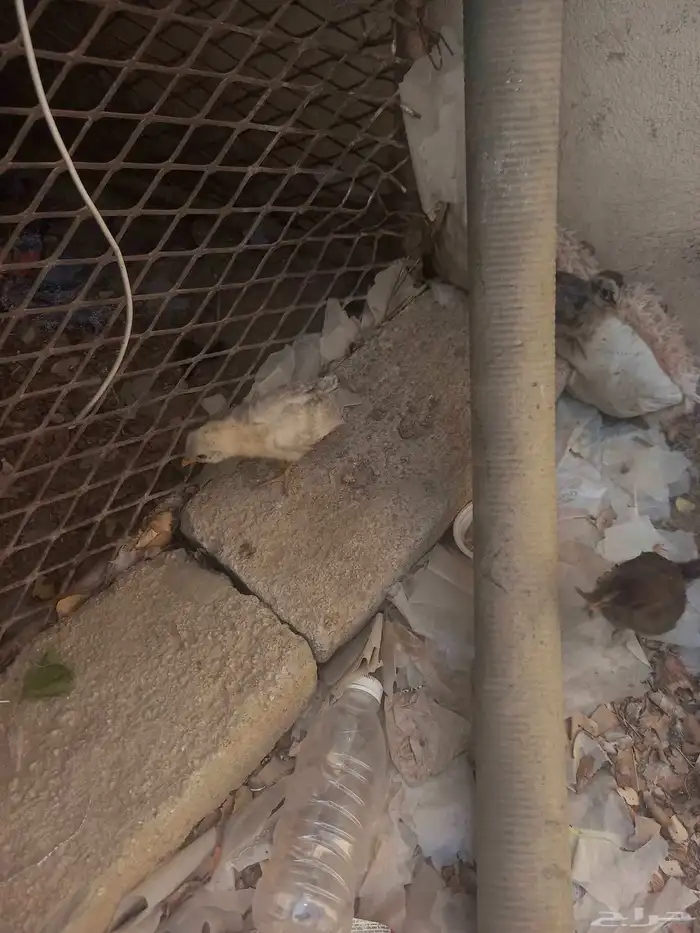 صيصان دجاج 0