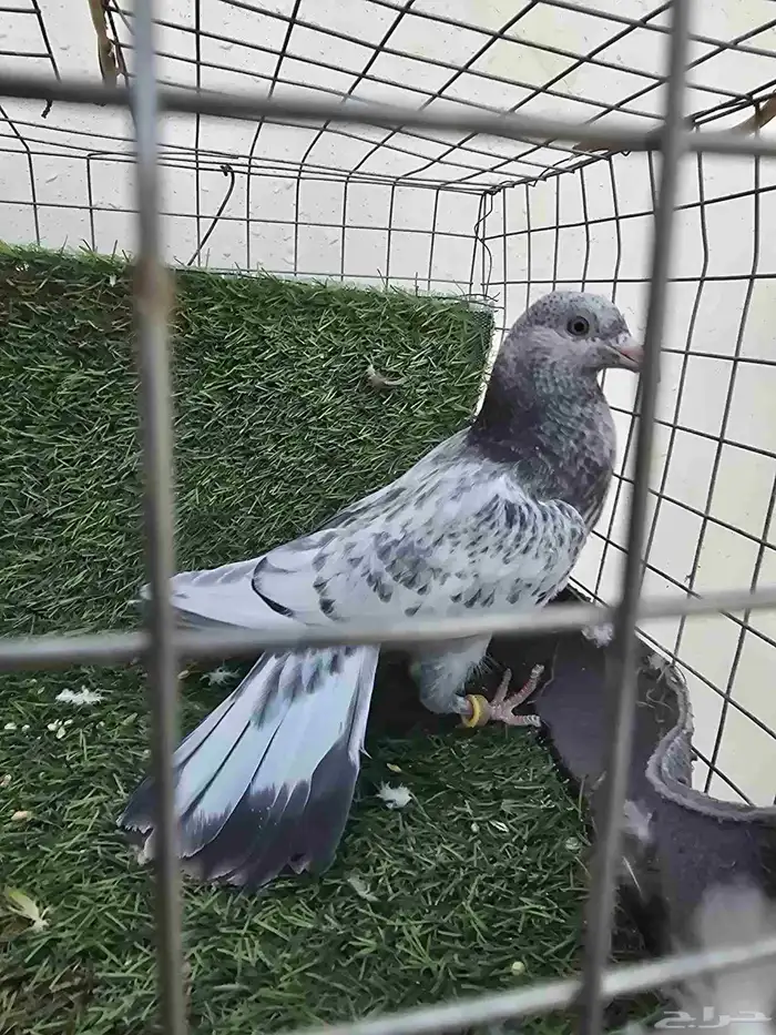 حمام باكستاني 0