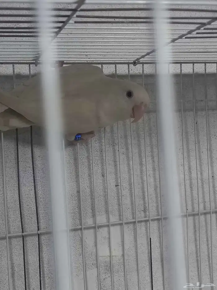 زوج روز البينو منتج...فخم 6