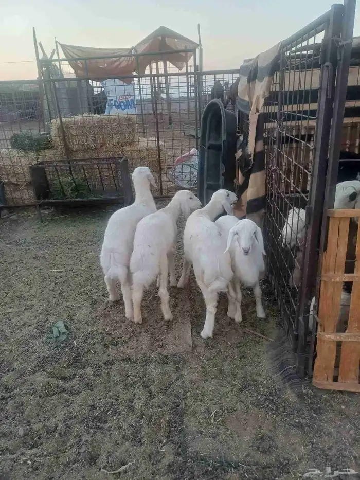 رخال مقاني لبانيات 4