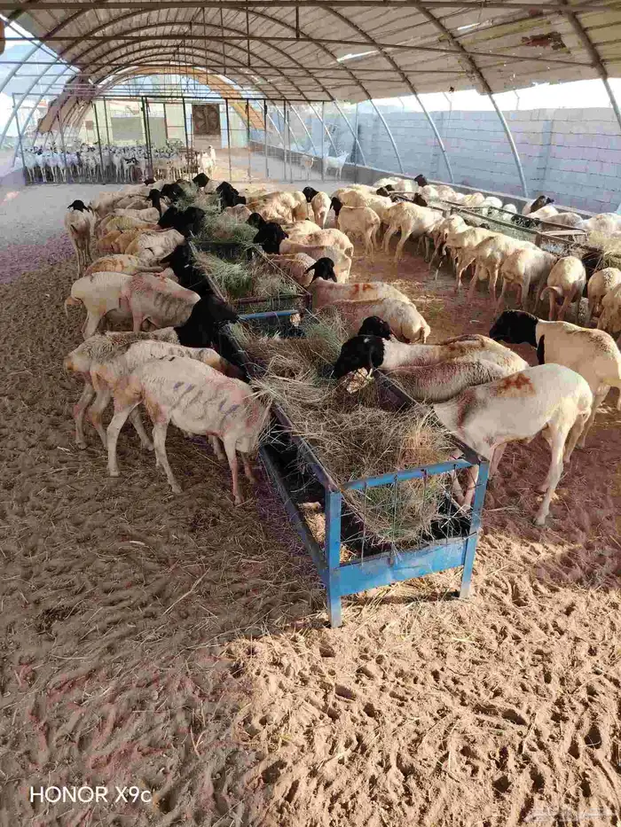 غنم بربري برابر جذعان تبارك الله لحم طيب 500 2