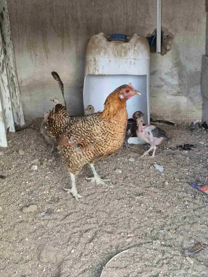 دجاجه بفروخها 4