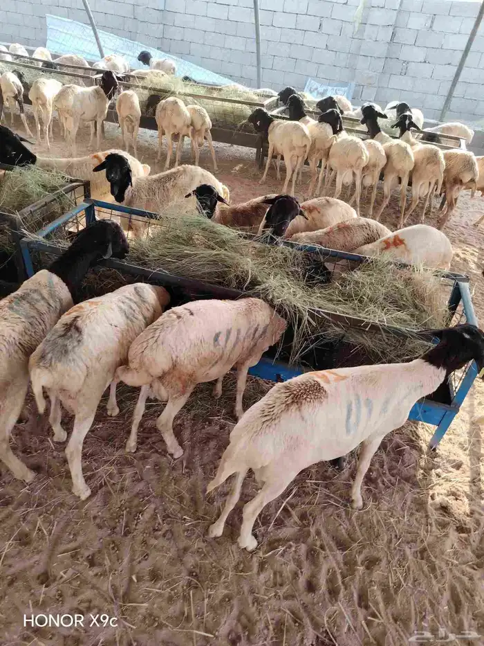 غنم بربري برابر جذعان تبارك الله لحم طيب 500 1