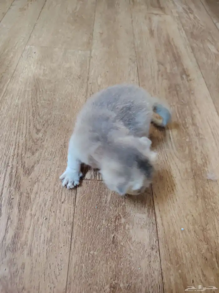 سكوتش مع طفلها 1