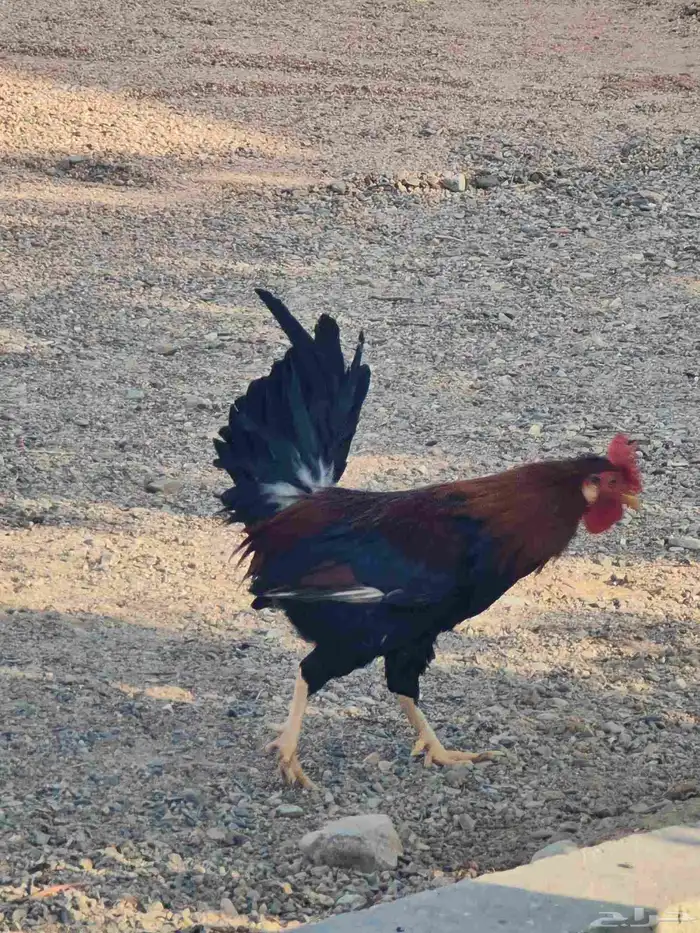 طقم دجاج عربي 3