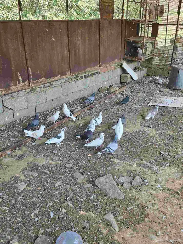 حمام بلدي وقطايف 4