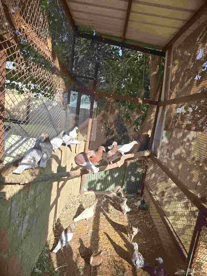 حمام زاجل للبيع مستعجل 4