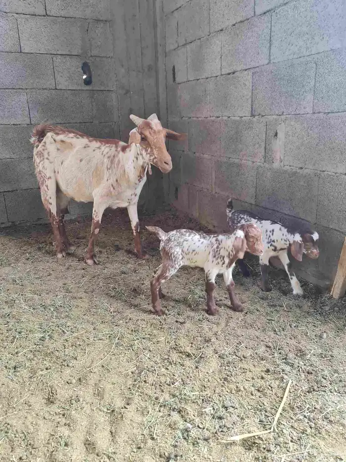 عنز جنوبيه مرخاء تحتها تيسين 4