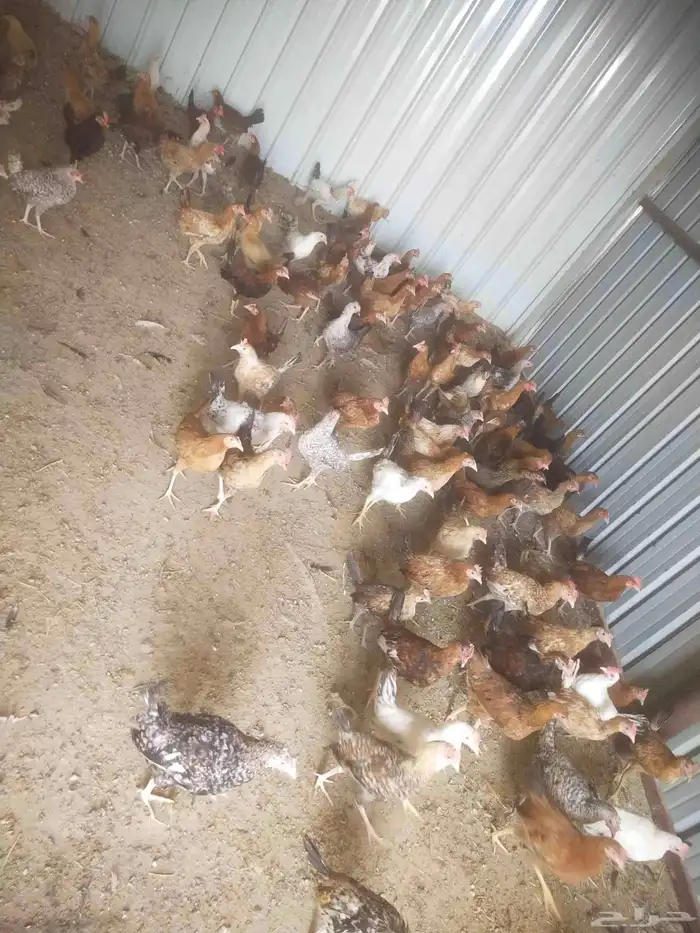 دجاج و ديك 4