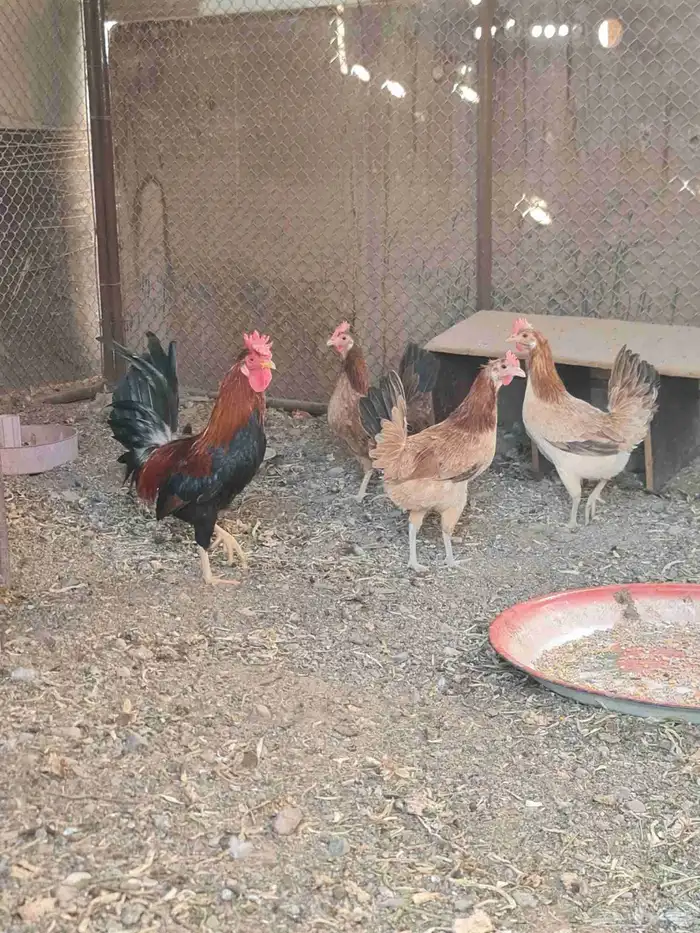 طقم دجاج عربي 7