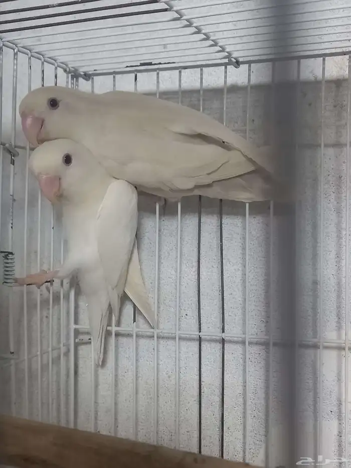 زوج روز البينو منتج...فخم 5