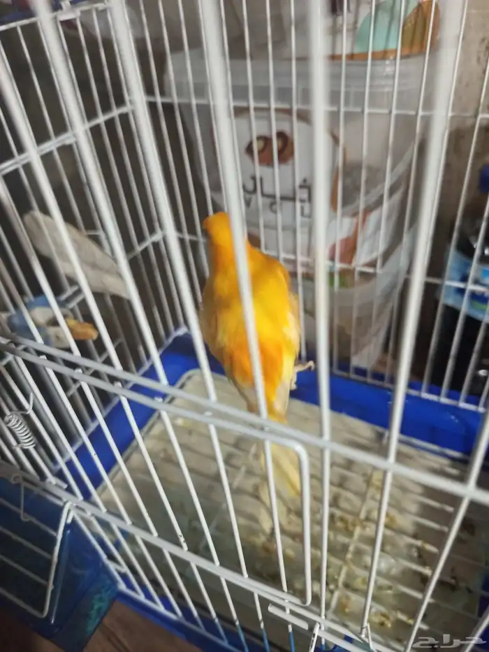 ذكر الكناري جاهز للتزاوج  الصحة 0
