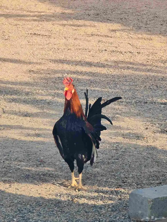 طقم دجاج عربي 2