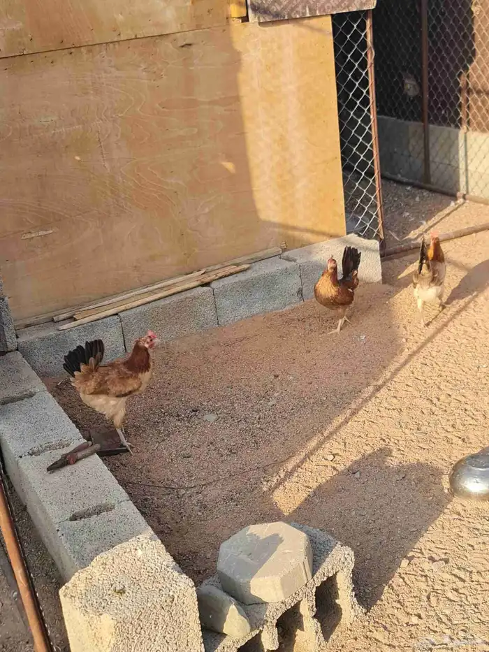 طقم دجاج عربي 6