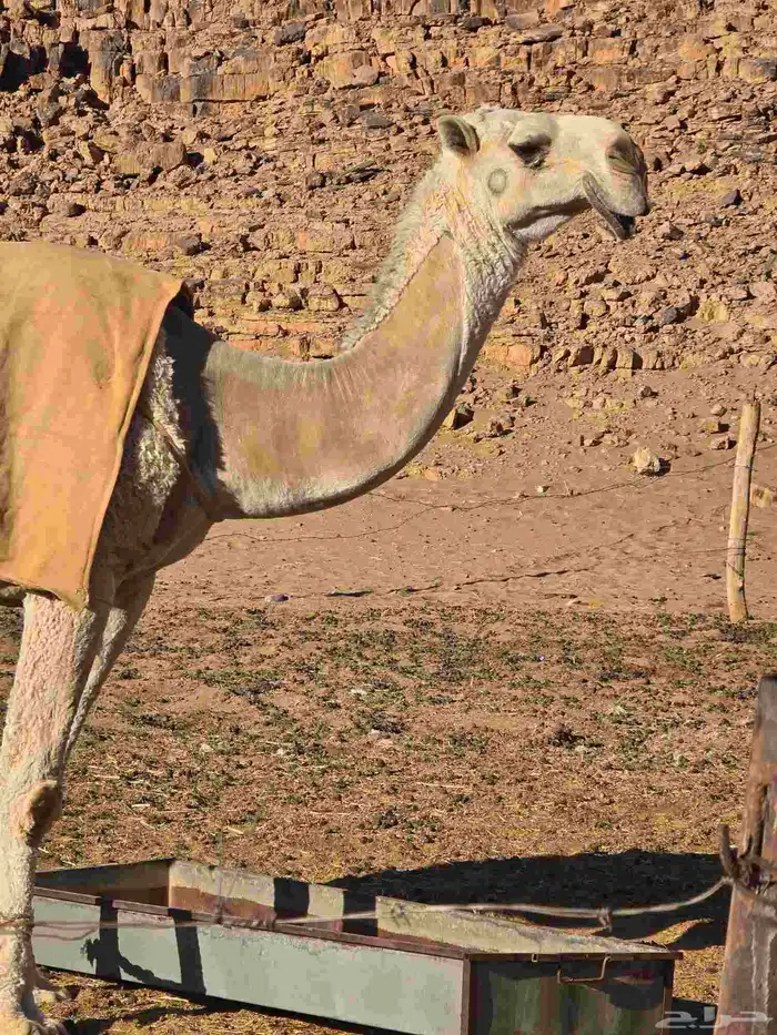 للبيع الناقه ام الفحول لها عندي 4سنوات من ابل الروسان 1