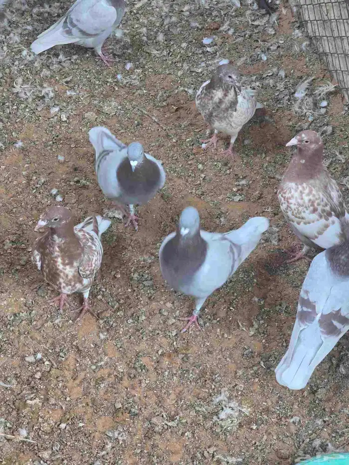 حمام زاجل للبيع مستعجل 3