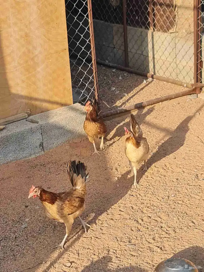 طقم دجاج عربي 9