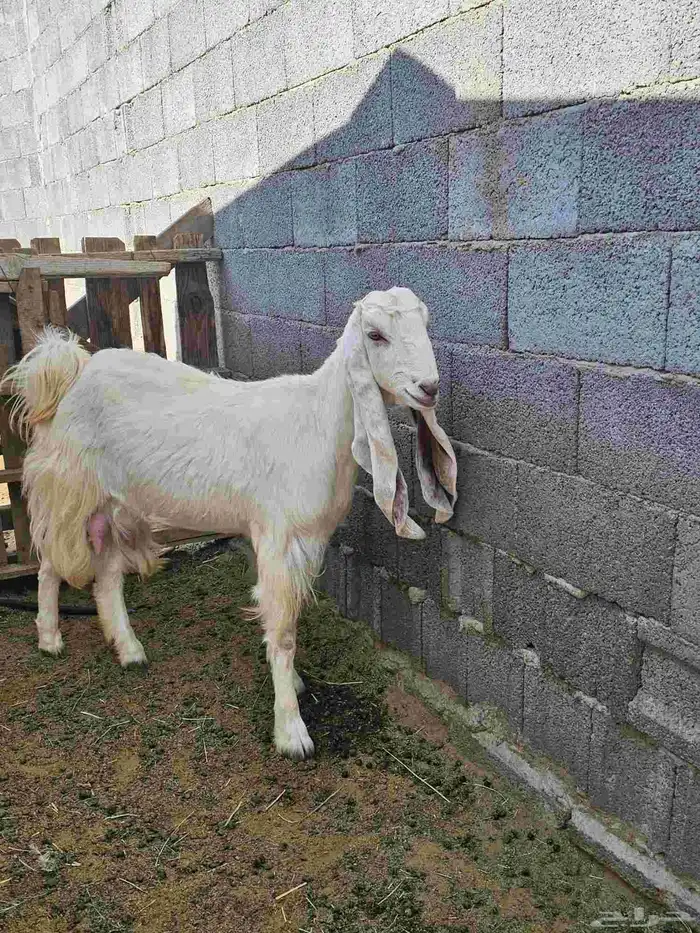 ماعز مشاريك 2