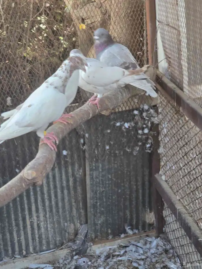 حمام زاجل للبيع مستعجل 0