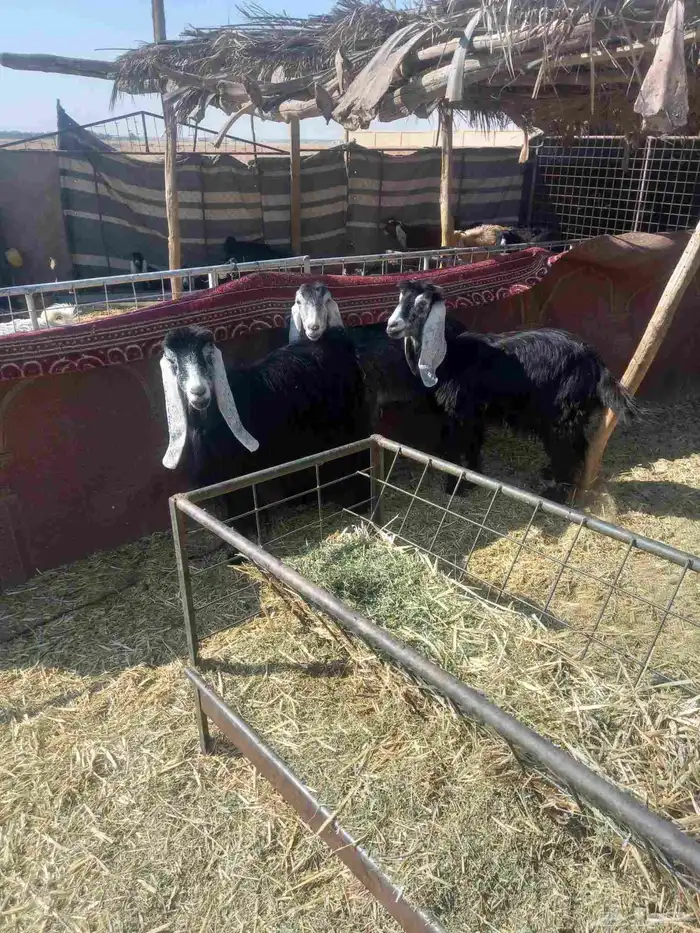 للبيع معزاء 3 طيبات وسليمه اشباب 1