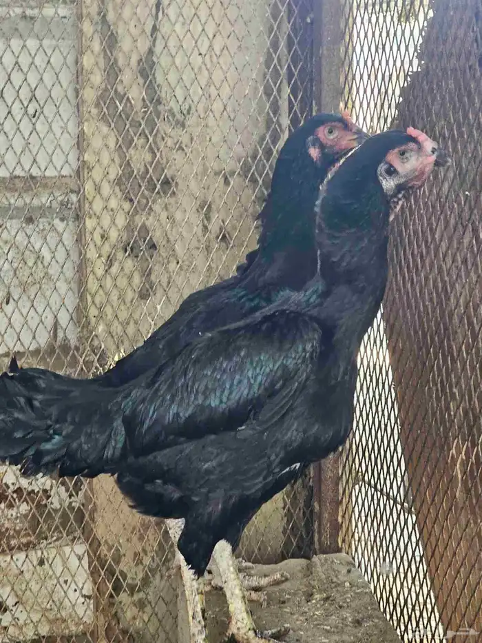 دجاج شامو الماني 0