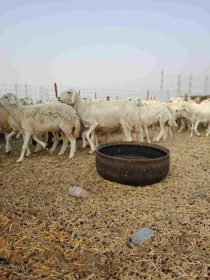 ضان حري جنب كلها دفيع 8