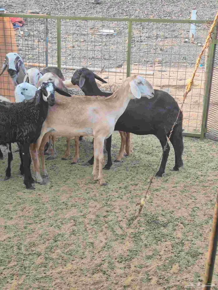 غنم سواكنيه خلفات ودفيع 0