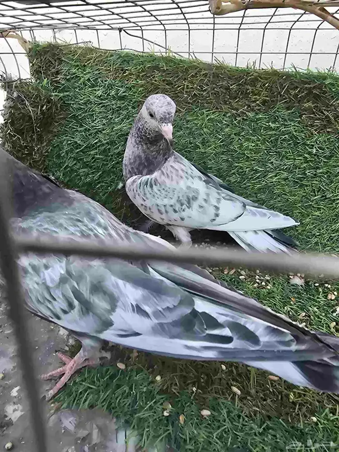 حمام باكستاني 1