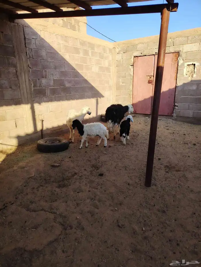 عنز حليب معها خروف وجفره عارضيه مضرع وغنم مواليد 4