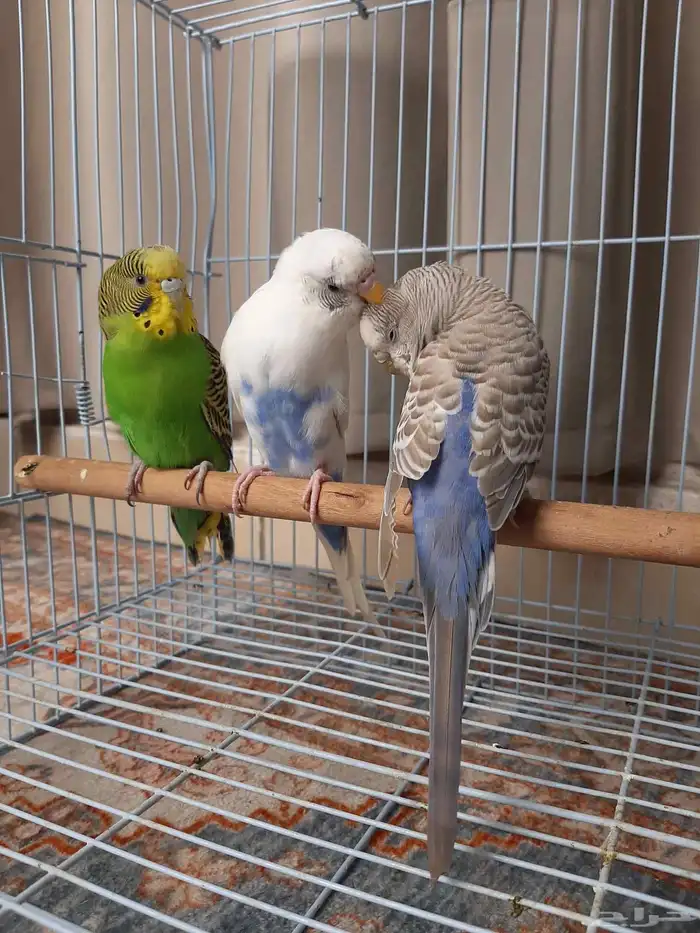 بادجي ذكر موالف ثنتين اناث 2