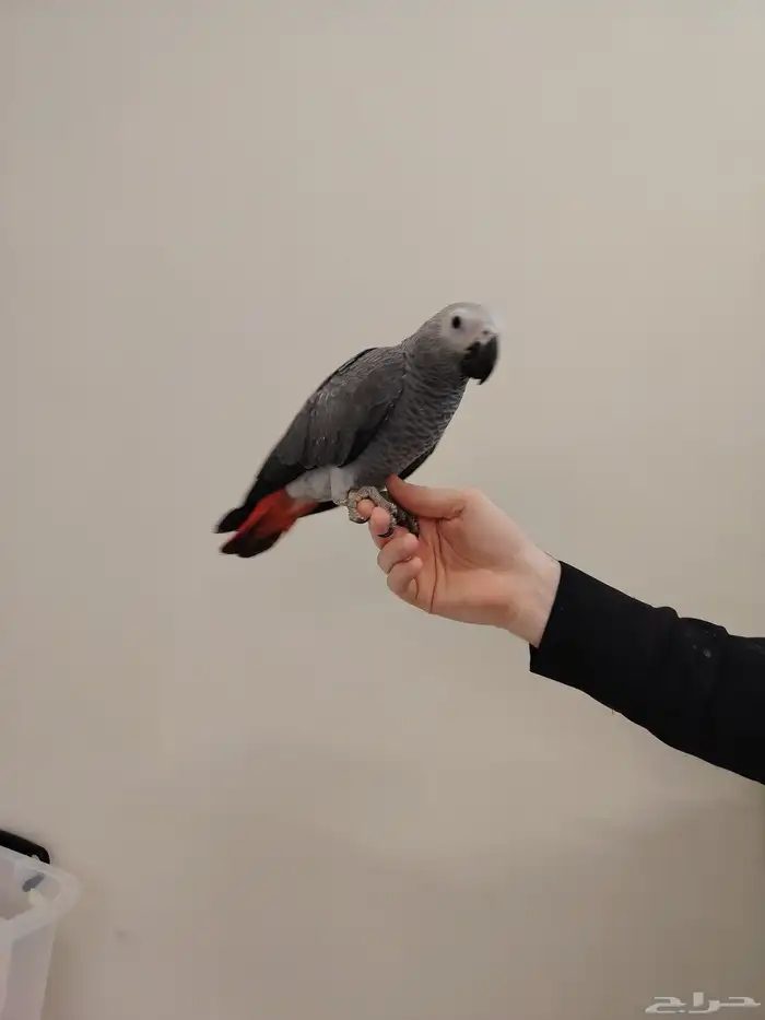 فرخ كاسكو ((تم البيع)) 4