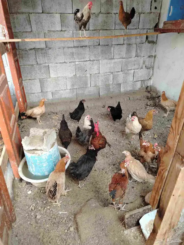 دجاج لبيع يوجد 20 دجاجه 0