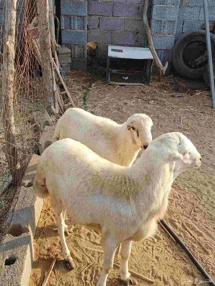 خرفان للبيع 2