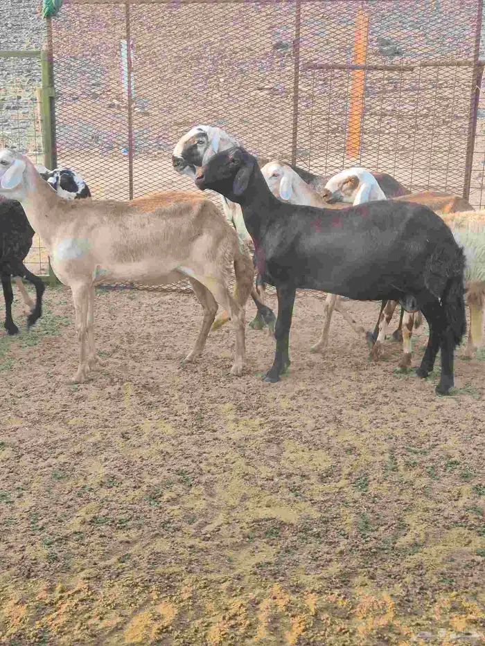 غنم سواكنيه خلفات ودفيع 4
