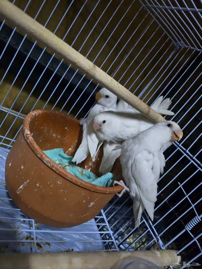 فروخ روز البينو عيون حمر العدد 4 اقبل البدل المناسب 1