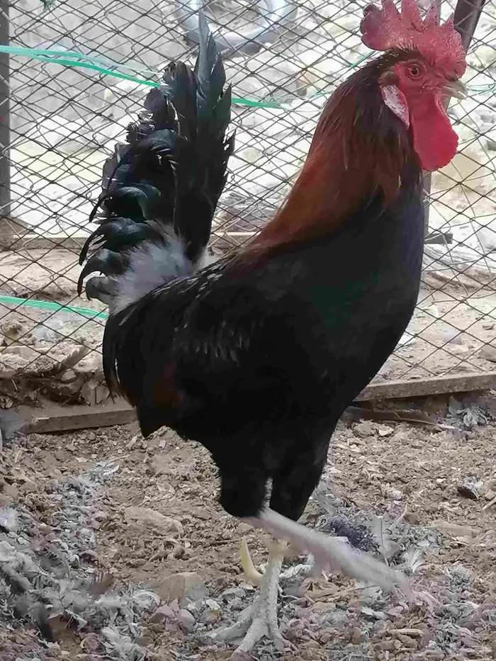 ديك عربي اصيل ديك بلدي 1