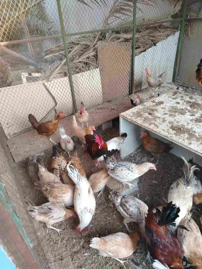 دجاج بياض للبيع 3