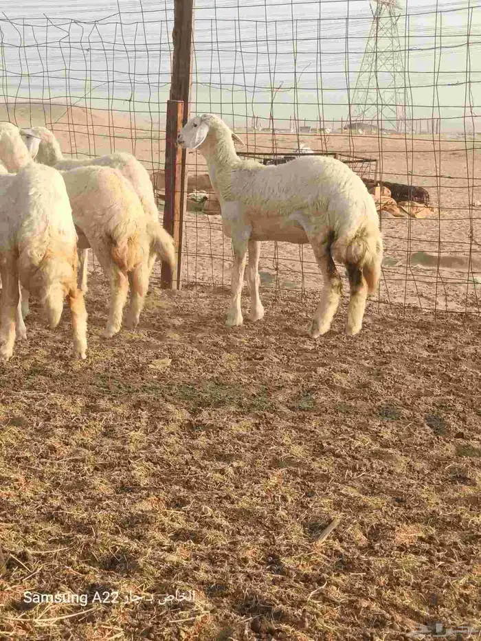 رخال حريه كفو 4