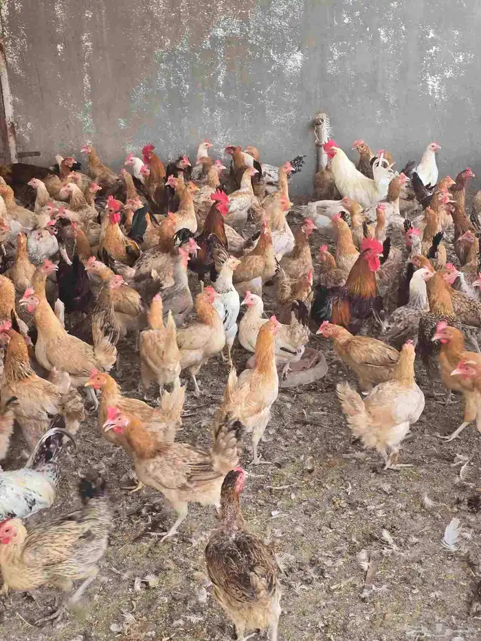 دجاج بلدي بياض 8