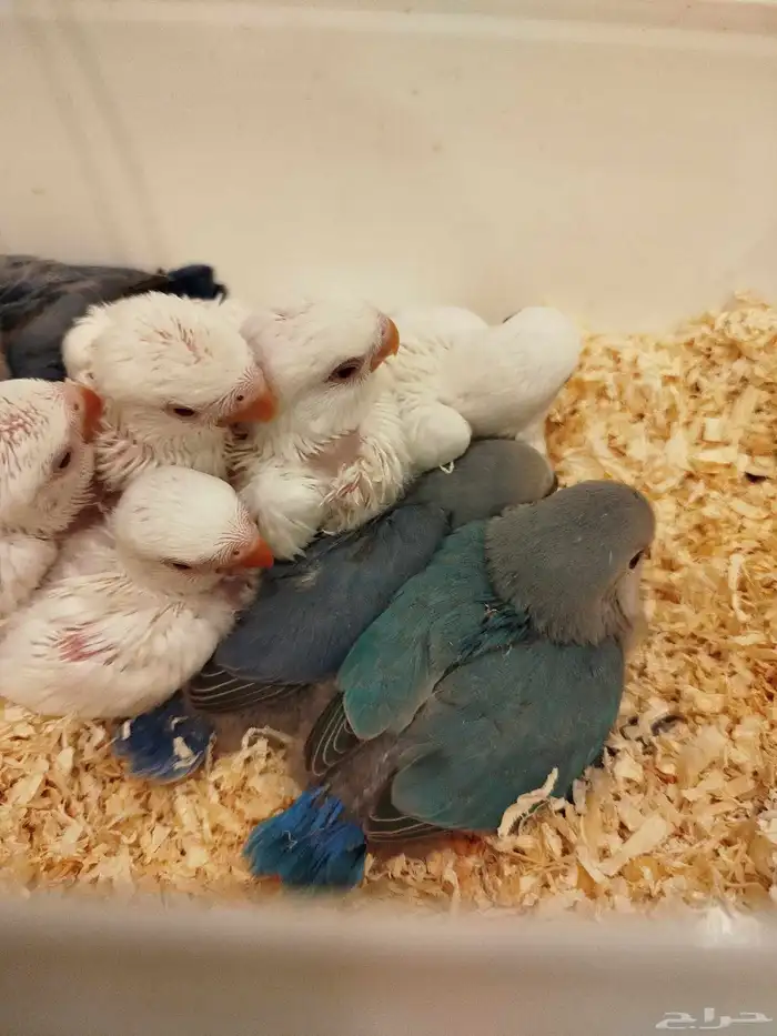 فروخ روز البينو فايلوت تركواز غر بشراهه للبيع 2