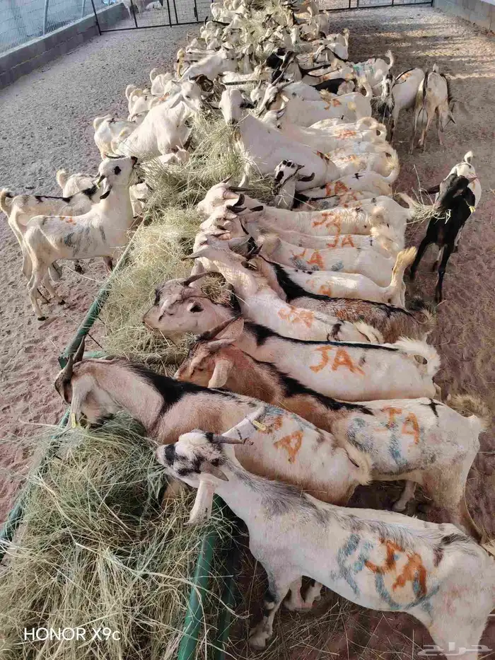 اذا تدور على تيوس صومالية نظيفة وجودتها عالية لا تتردد 1