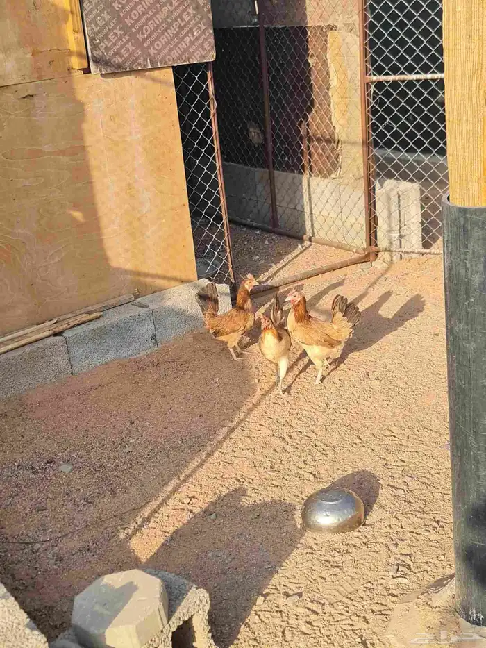 طقم دجاج عربي 8