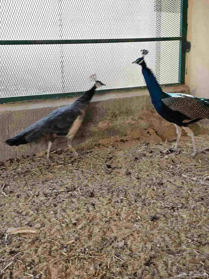 للبيع جوز طاووس هندي ازرق منتج 8